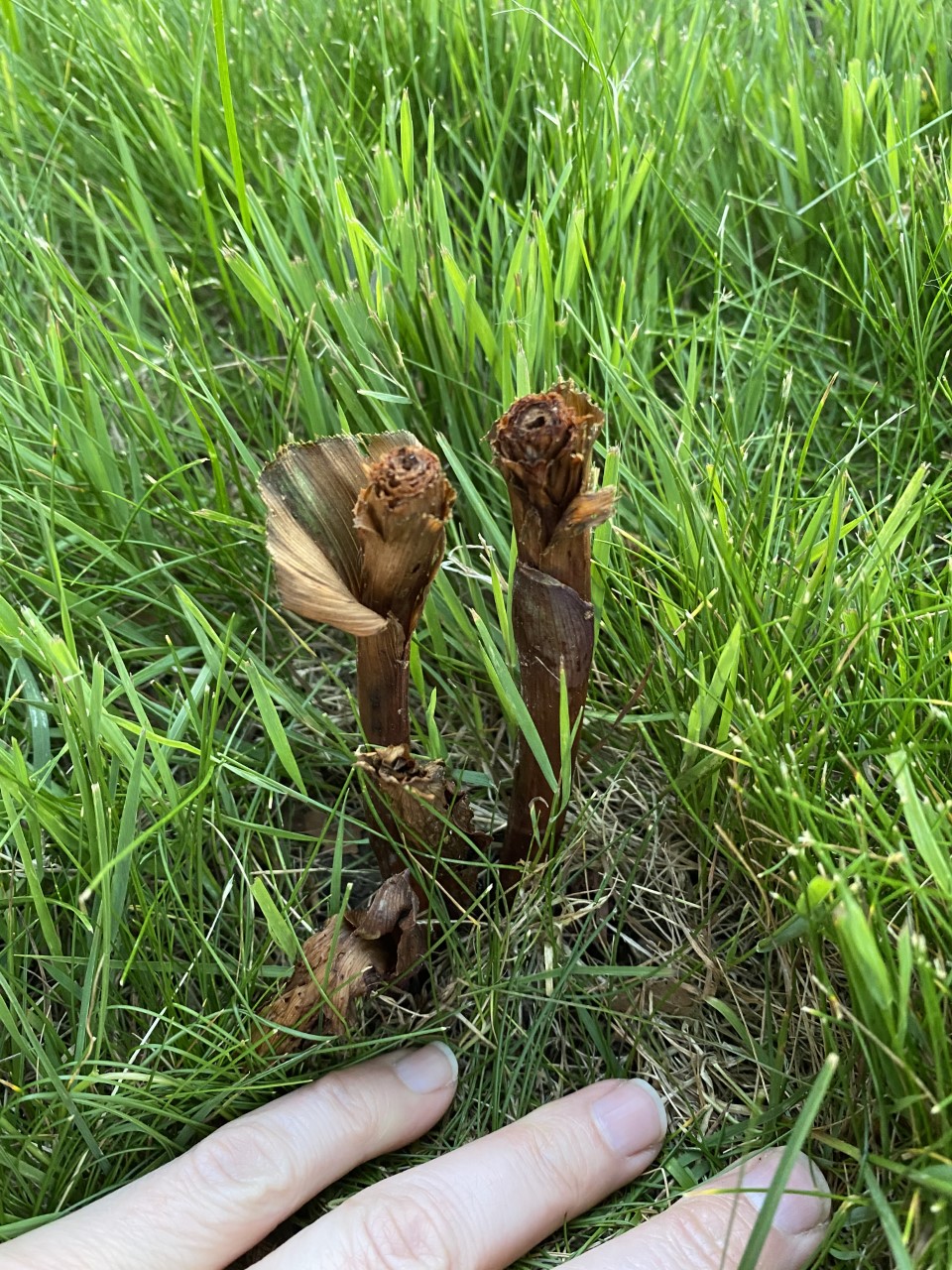 Broadleaf helleborine six days after sulfentrazone treatment.